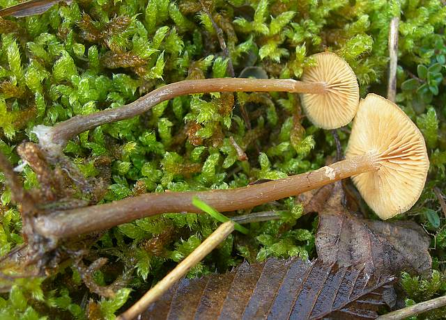 Le Galerine del bosco alluvionale